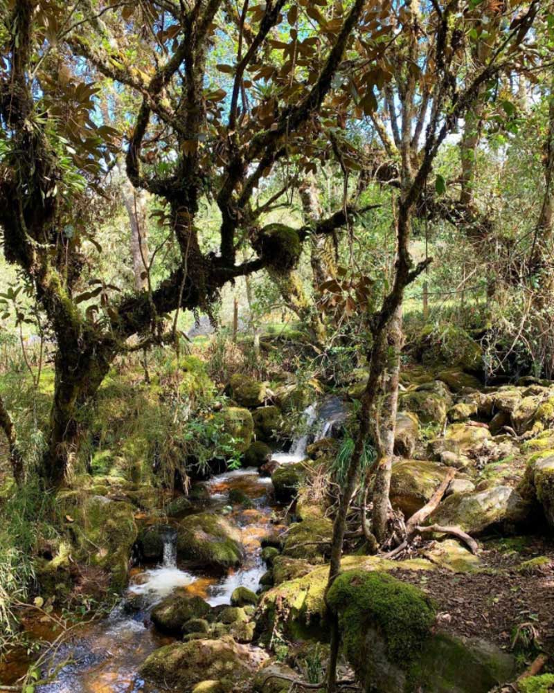 Sendero Las Lagunas de Siecha