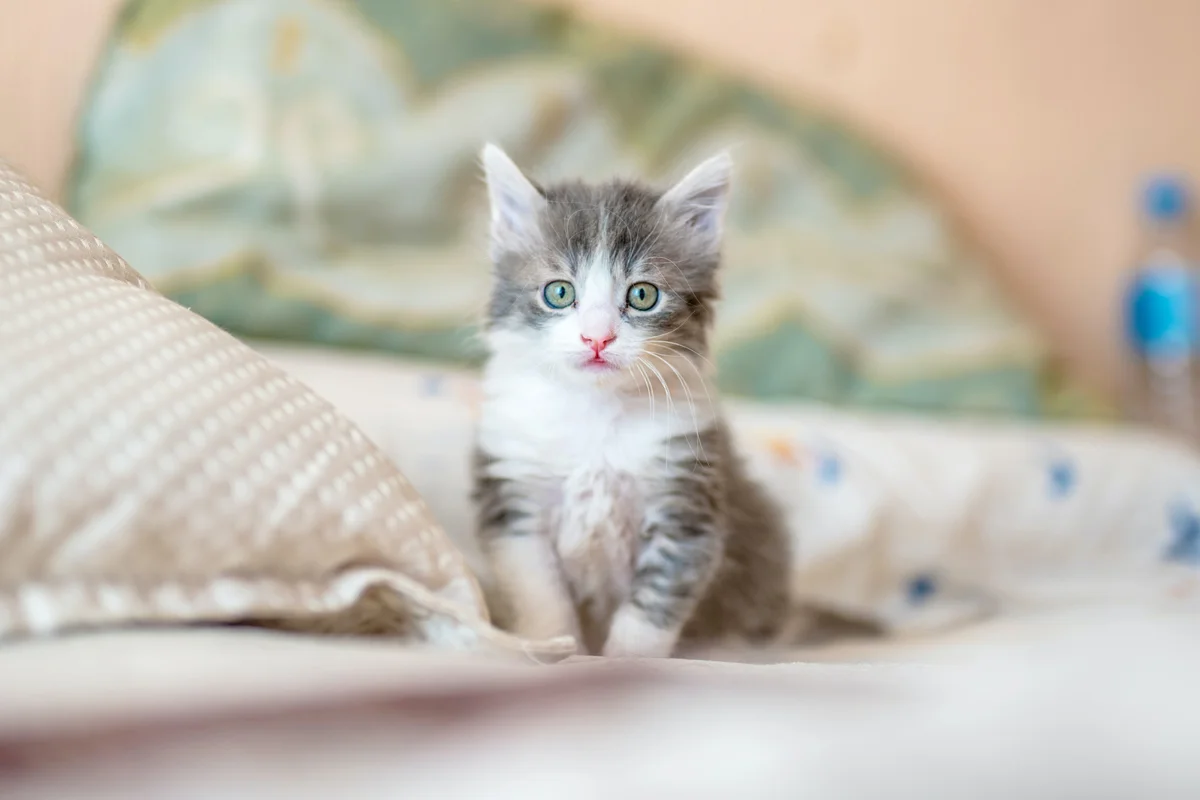 ¿Cómo combatir el estrés con gatos y amor?