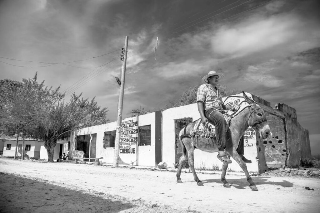 burro, mula, ideas para cambiar a Colombia