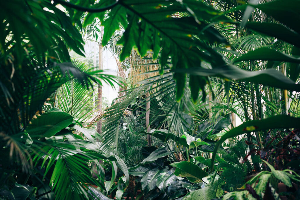 selva del Amazonas
