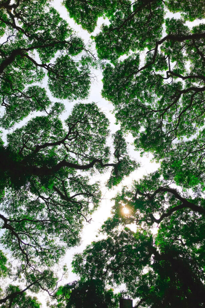 selva del Amazonas