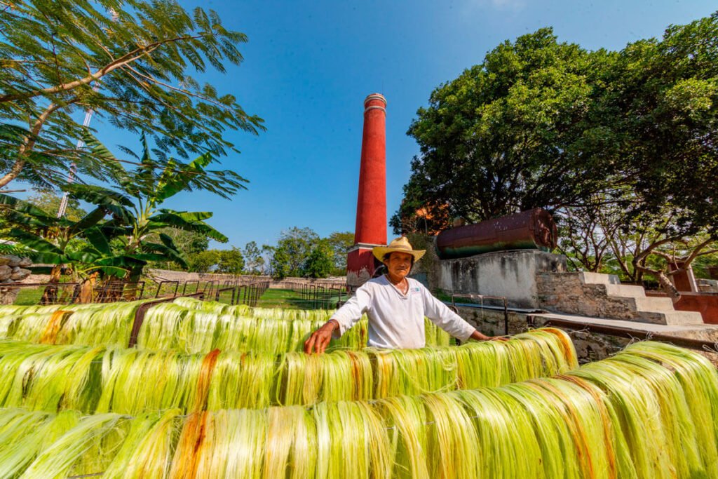Yucatán fibras de henequén