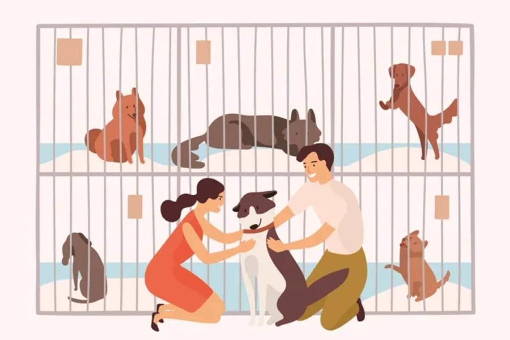 Guía para adoptar perros en Colombia