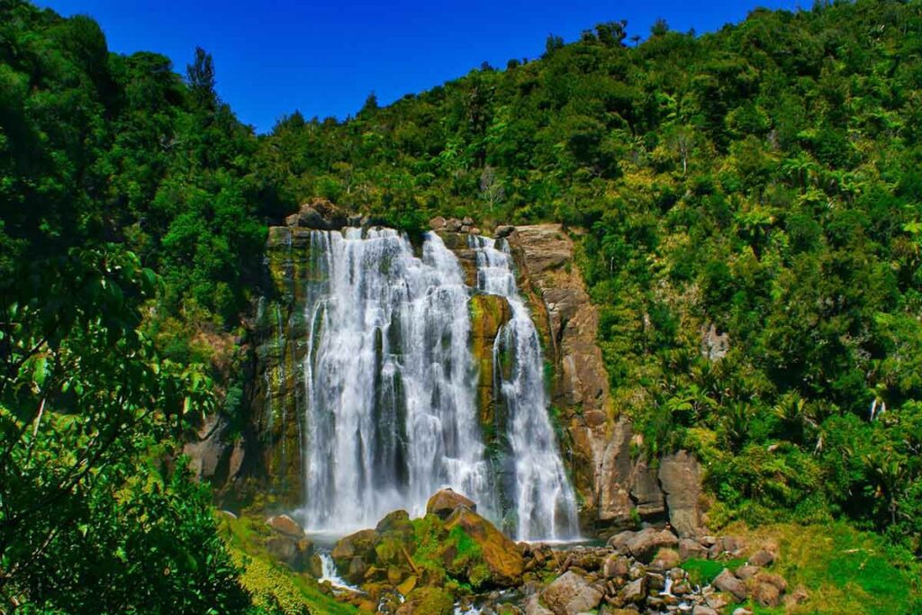 Bosques: Nueva Zelanda.