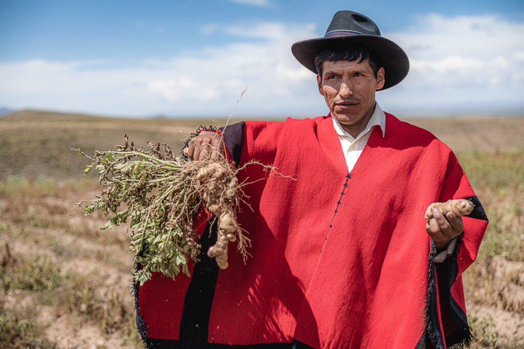 Papa agricultor Bolivia