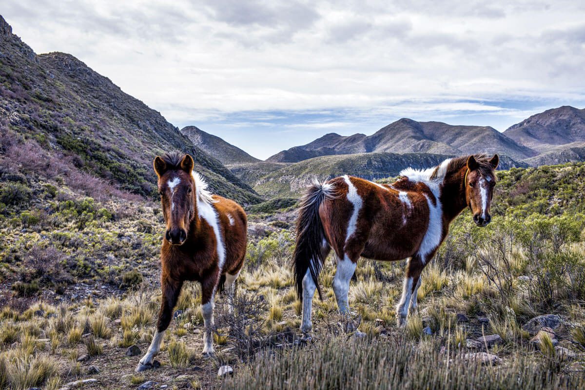 Cabalgata Mendoza