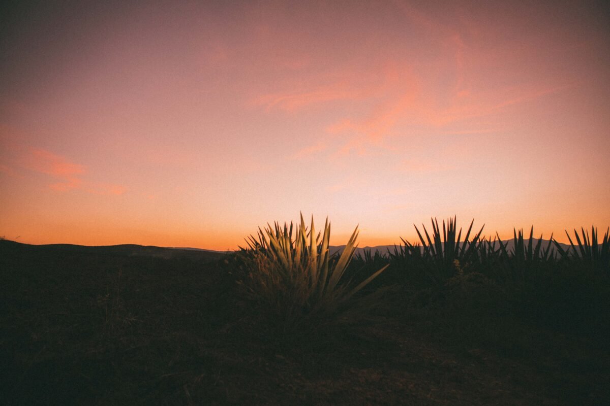 La historia detrás de un gran mezcal y la evidencia de que la unión hace la fuerza