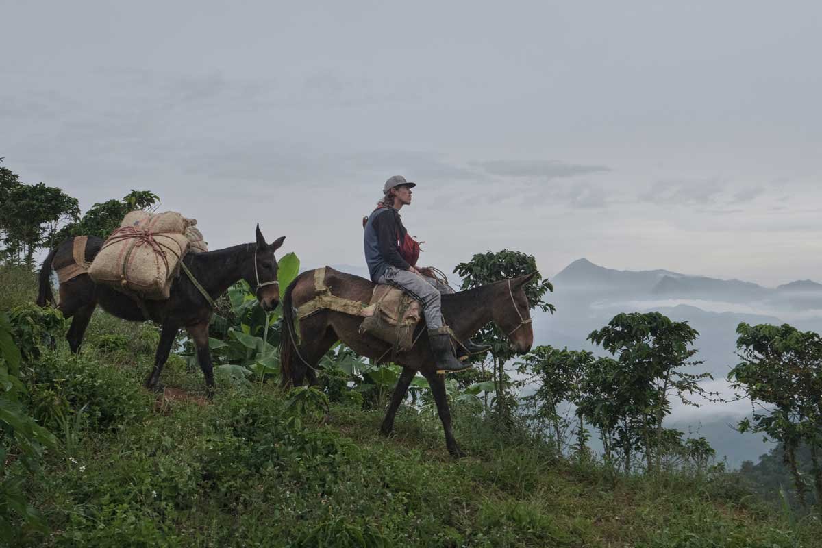 La Roya: la película colombiana que narra la realidad de los jóvenes en el campo