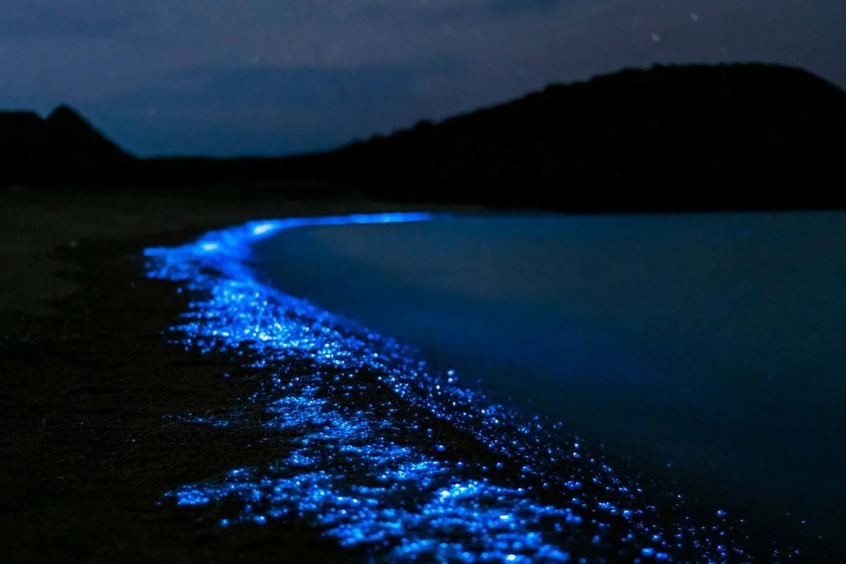 ¿Son estas las mejores playas bioluminiscentes del mundo?