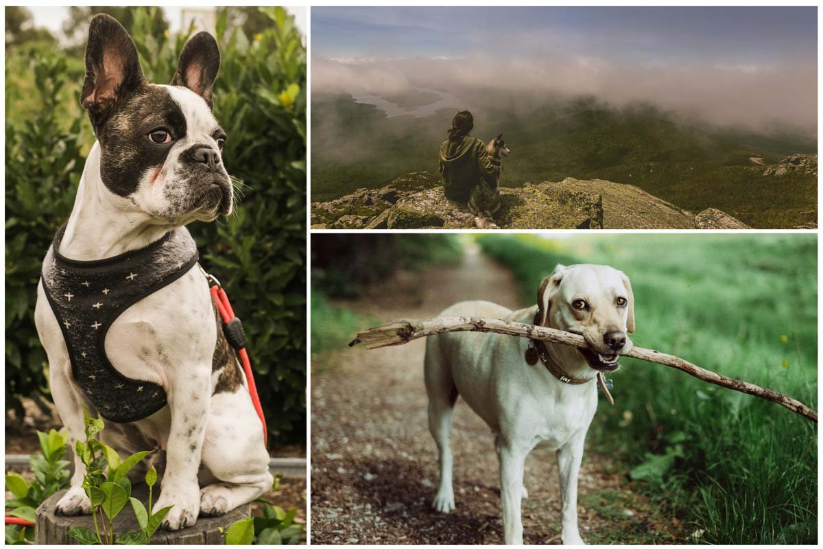 Vea los mejores destinos cerca a Bogotá para compartir con su perro