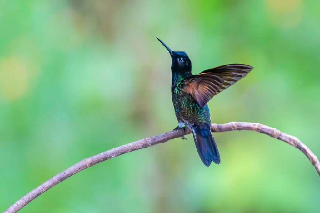 RESERVA NATURAL RÍO ÑAMBÍ