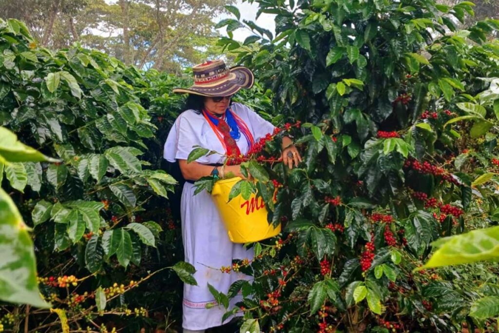 Café colombiano