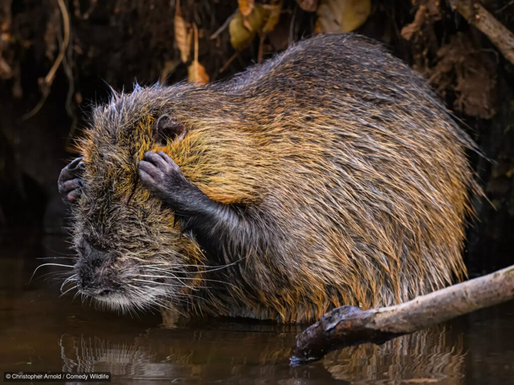 fotografías más graciosas del mundo animal