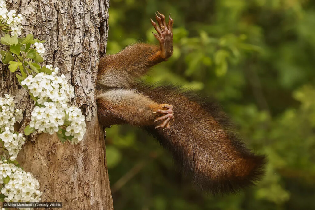 fotografías más graciosas del mundo animal
