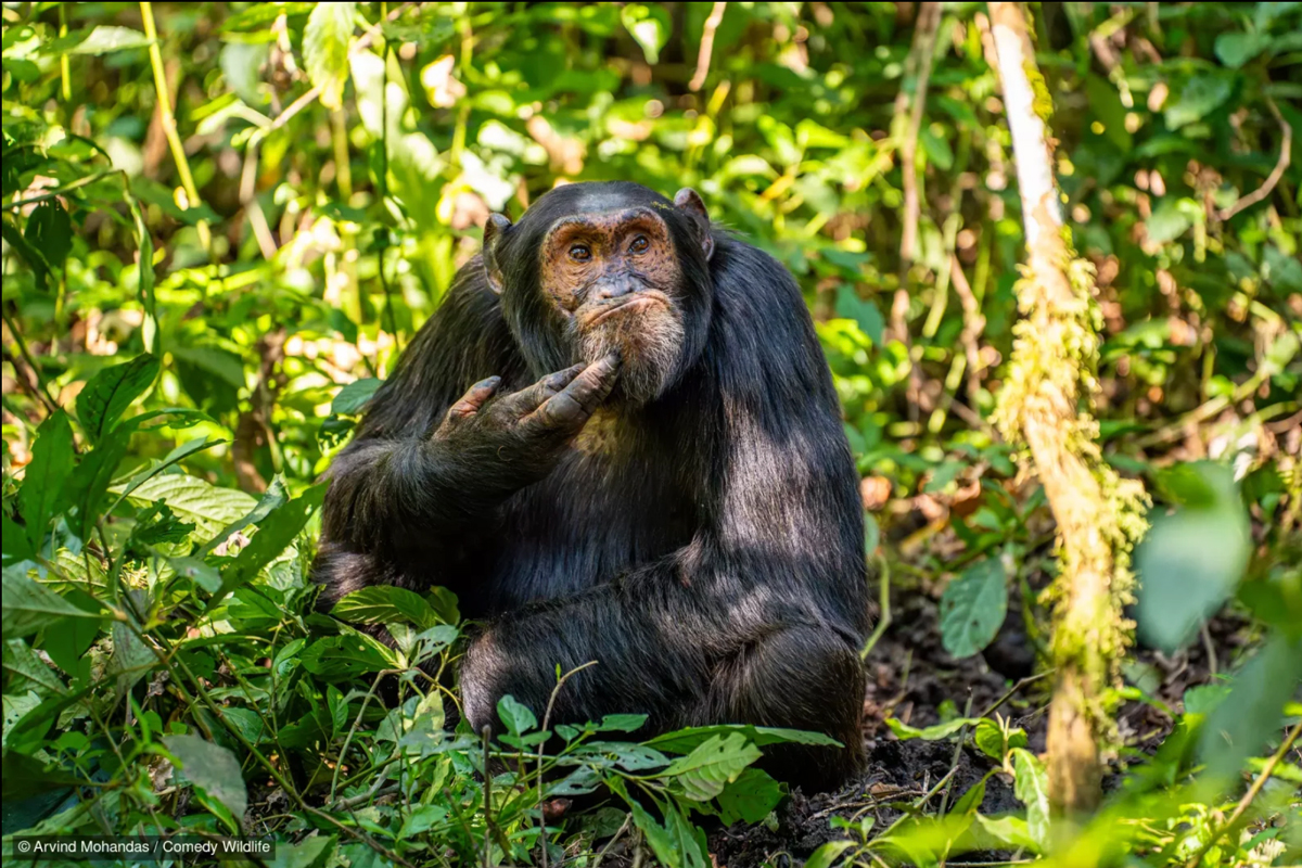 Galería: estas son las 10 fotografías más graciosas del mundo animal