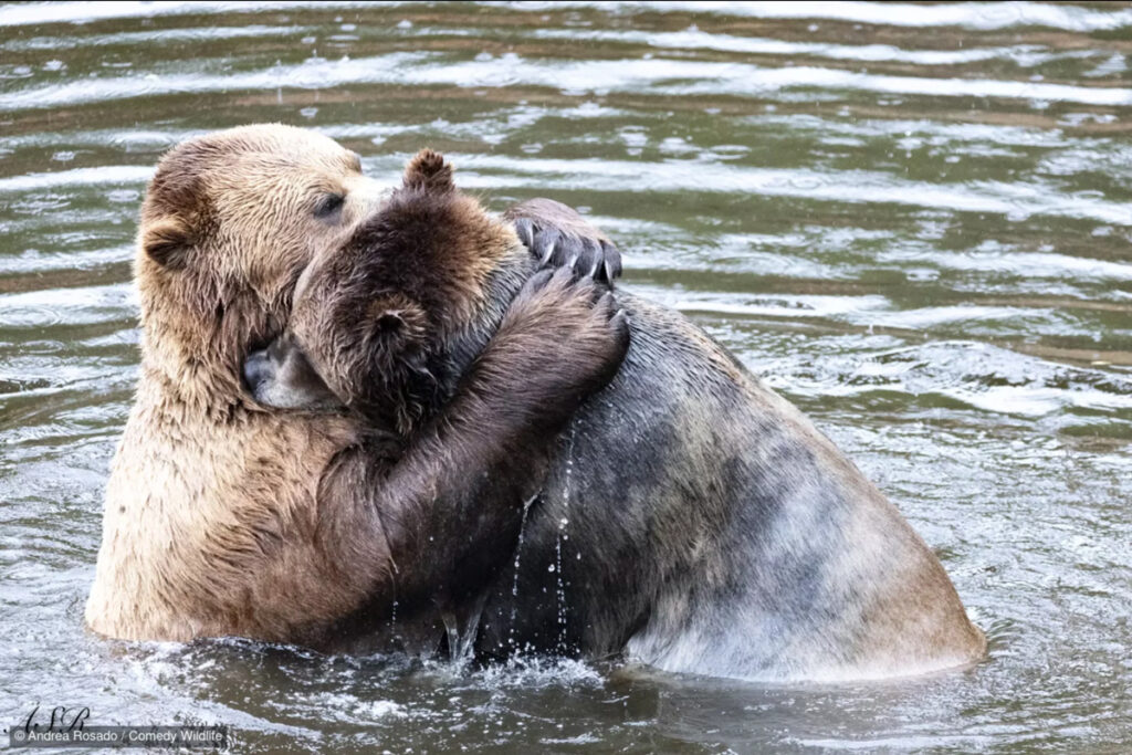 fotografías más graciosas del mundo animal