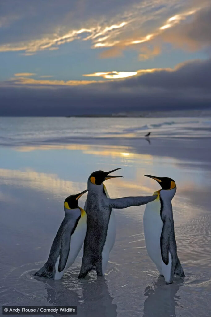 fotografías más graciosas del mundo animal
