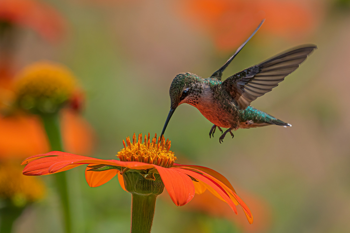 Quiz: ¿Cuál es su animal espiritual?