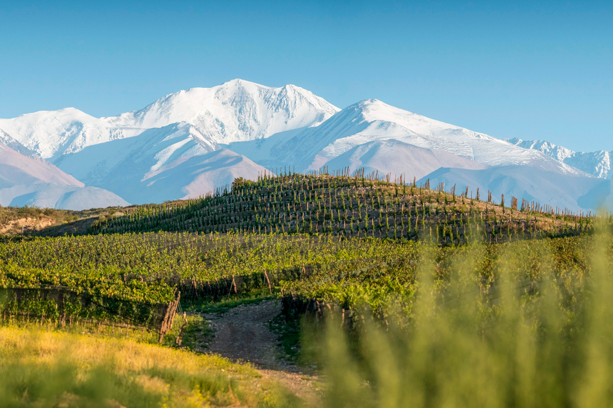 Cuatro bodegas en el sur para amantes del vino