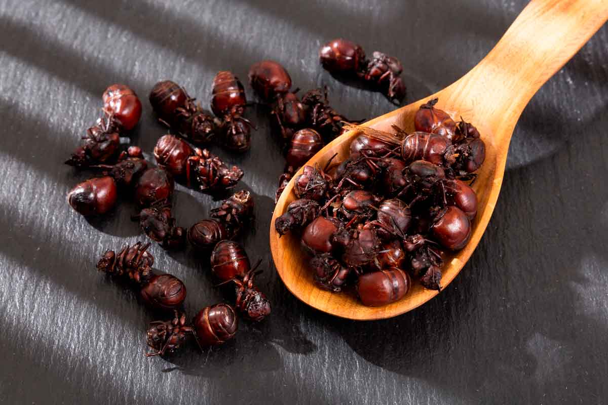 Hormiga culona: entre los 100 platos peor calificados en el ranking de TasteAtlas