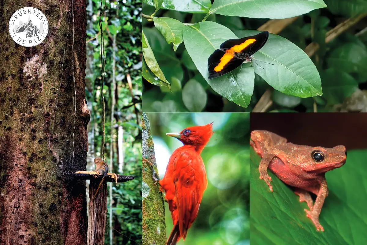 5 reservas naturales del Putumayo para conectar con el territorio